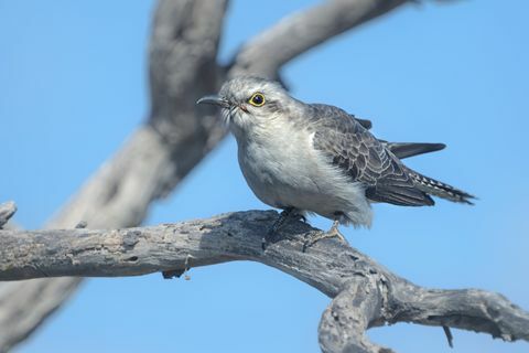 Pallid koekoek (Cacomantis pallidus) zitstokken op tak