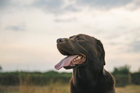 profielfoto van een gelukkige chocolade labrador bij zonsondergang