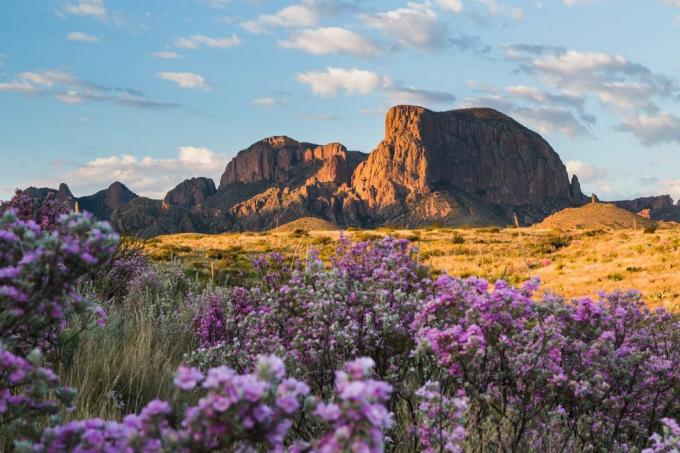 na regenval komt de woestijn tot leven met kleur terwijl alsem en ocotillo bloeien met de chisos-bergen op de achtergrond