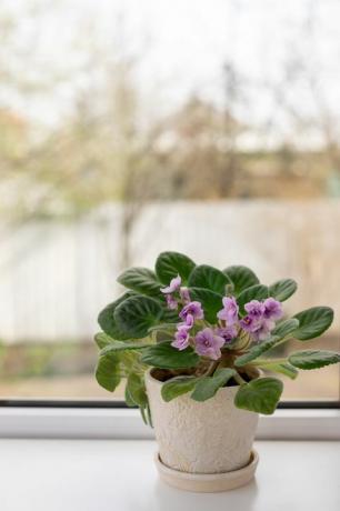 bloempot met bloeiende violet saintpaulia op de vensterbank home decor concept wazig achtergrond