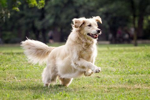 golden retriever spelen op grasveld