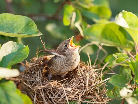 Babyvogel in het nest