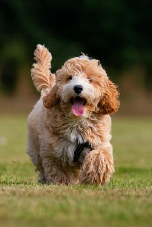 cockapoo