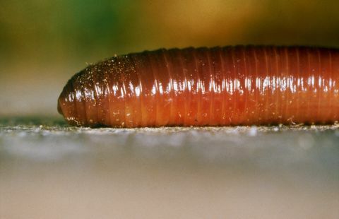 close-up van regenworm