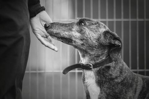 Rescue Dogs-winnaar bij de Dog Photographer of the Year Award