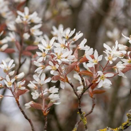 close-up van gladde bosbes amelanchier laevis bloemen in bloei