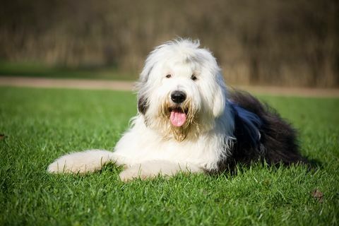 bobtailhond die comfortabel op het gras ligt