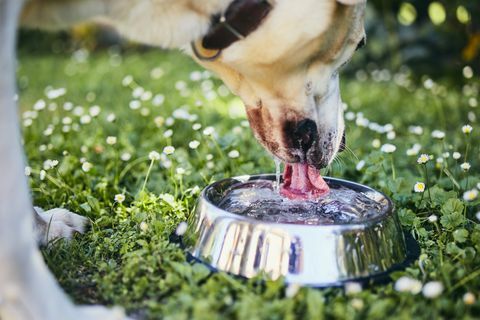 close-up van hond drinkwater uit kom