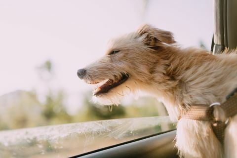 een Portugese podencohond die de lucht in een auto voelt