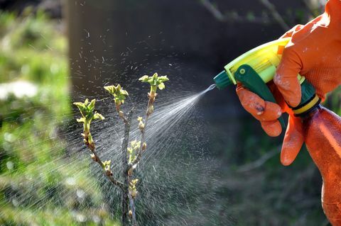 Proces van water geven en bemesten van de tuinplanten in het voorjaar