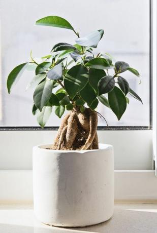 Ingemaakte Ficus Bonsai