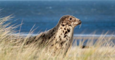 duizenden babyzeehonden zullen naar verwachting worden geboren