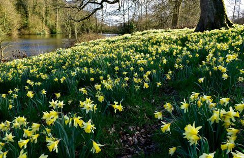 Wilde narcissen bij Turner's Paddock Lake Stourhead, Wiltshire © National Trust Images Tamsin Holmes