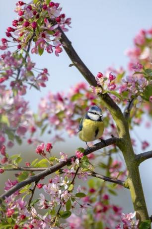 lente in het VK