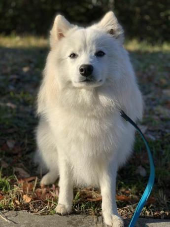 japanse spitz puppy