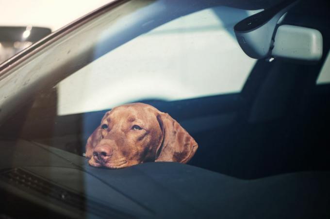 verdrietige hond alleen achtergelaten in afgesloten auto