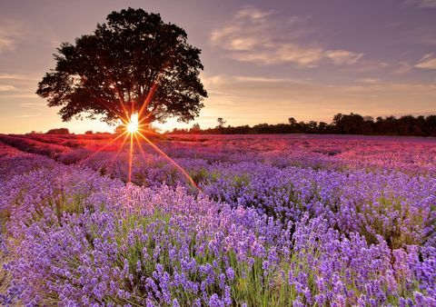 een lavendelveld in het Verenigd Koninkrijk, ten zuiden van londen ik bezocht deze lavendelboerderij tijdens zonsondergang in de zomer