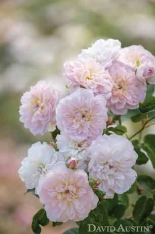 Elizabeth Ausmajesty Rose genoemd ter ere van de koningin ter gelegenheid van het platina jubileum van de koningin