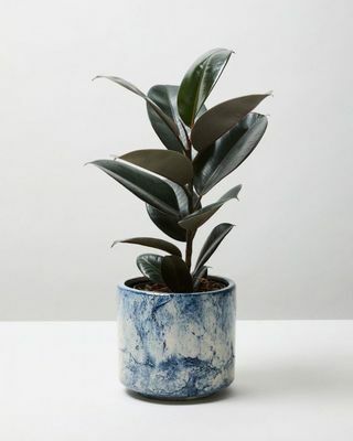 Rubberplant 'Abidjan' 