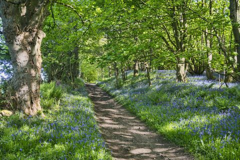 Bluebell pad, Bridle Way, voorrang, oude, Muiravonside, Falkirk, Centraal Schotland