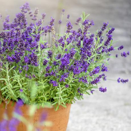 lavendel plant