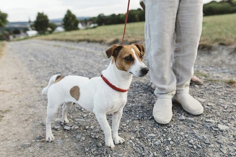 close-up van jongen met hond op onverharde weg