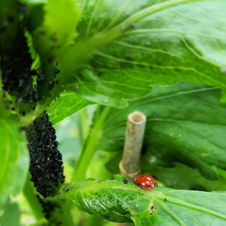 wat te doen in de tuin in juni