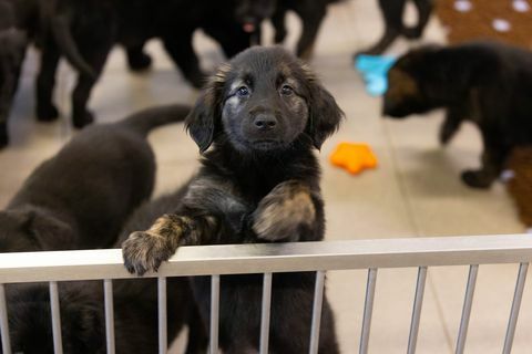 blindengeleidehonden registreren nest van 16 puppy's