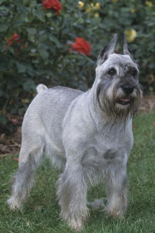 standaard schnauzer