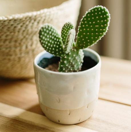 kleine cactus in handgemaakte keramische pot, op de achtergrond een biezenmand