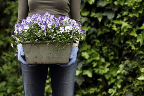 tuinierende vrouw met een plantpot met viooltjes altviool sp