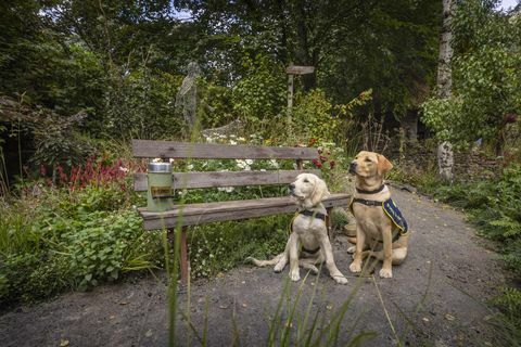 geleidehondenpuppy's in opleiding, chelsea en flash, afgebeeld in de ambachtelijke tuin in rhs chelsea die dit jaar is opgericht ter viering van 90 jarenlange samenwerking met geleidehonden in Groot-Brittannië flash is een vrouwelijke, acht maanden oude labrador genoemd naar het 90-jarig jubileum van blindengeleidehonden en chelsea is 18 weken oud en vernoemd naar het evenementfoto datum maandag 20 september 2021foto door christopher ison ©07544044177chrischristopherisoncomwwwchristopherisoncom