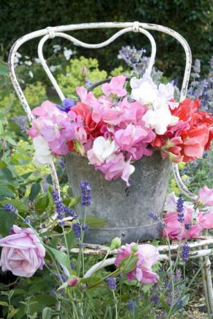 Lathyrus odoratus bloem