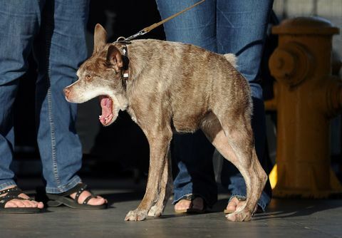 Quasi Modo, 's werelds lelijkste hond, zijaanzicht