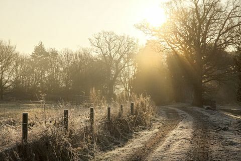 Frost op winter wandelpad
