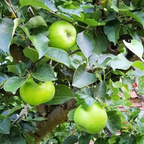 wat te doen in de tuin in juni