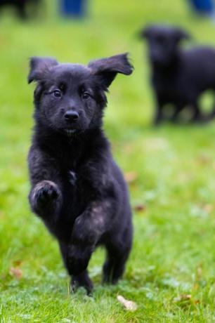 blindengeleidehonden registreren nest van 16 puppy's