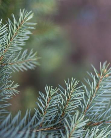 kerst pijnboom