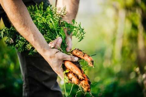 Sluit omhoog van Stedelijke Landbouwer Harvesting Organic Carrots