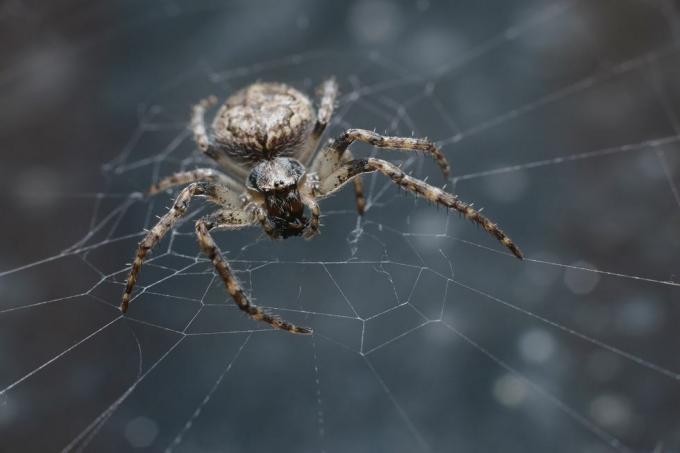 Britse spinnen – labyrintspin
