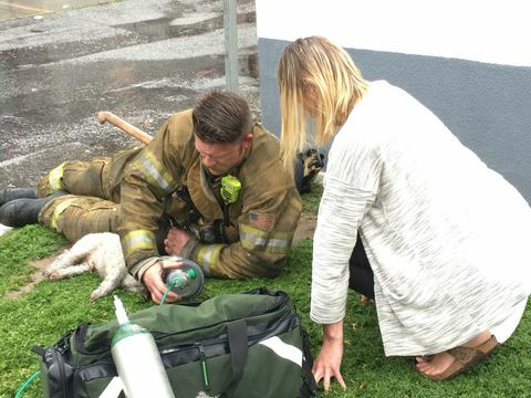 Brandweerman redt hond