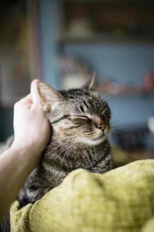 man's hand streelde tabby kat liggend op de rugleuning van de bank