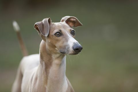 Portret van een Italiaanse windhond