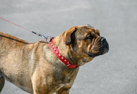 Ca de Bou (Perro de Presa Mallorquin) Molossian type ras van gestroomde hond kleur staande op grijze straat achtergrond