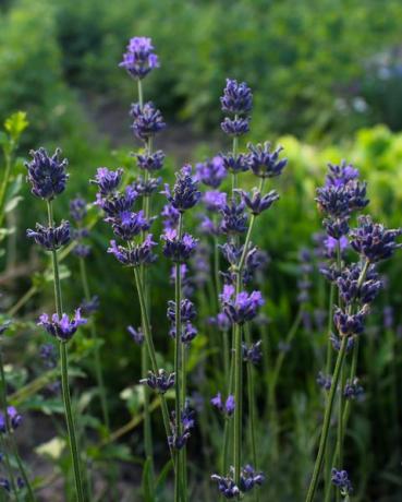 lavendelstruik in de tuin