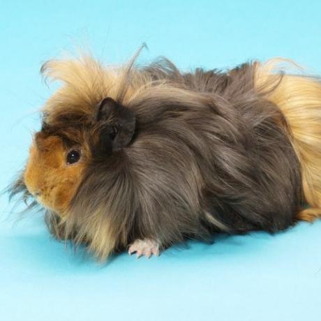 cavia op blauwe achtergrond