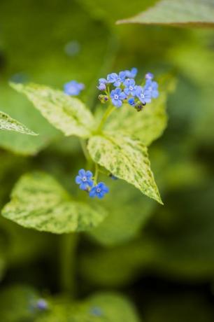 bloem plant