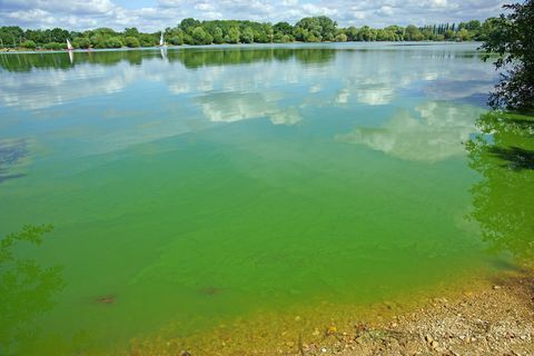 Cyanobacteriën of "blauwgroene" algen, Frampton op Severn, Gloucestershire, UK