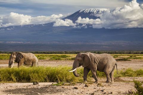 Zet Kilimanjaro met olifanten op - Afrika - berg