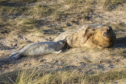 Zeehond moeder en pup foto